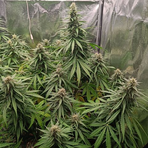 Auto Lemon Kix growlog timeline photo
