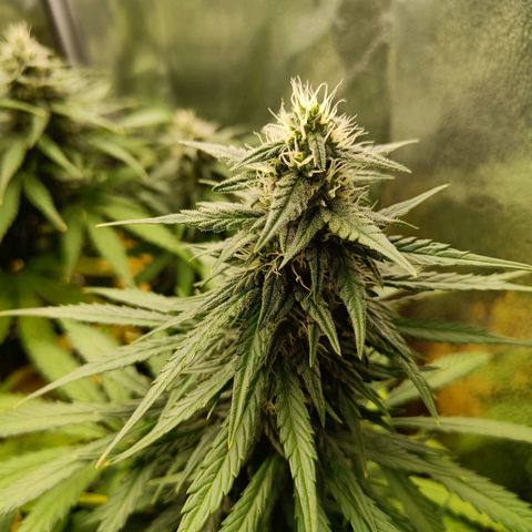 Auto Lemon Kix growlog timeline photo