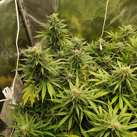 Auto Lemon Kix growlog timeline photo
