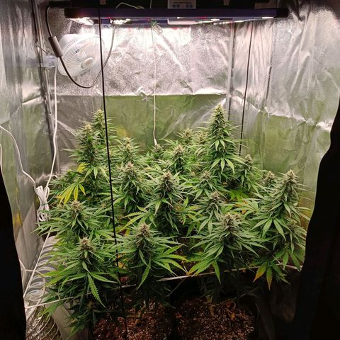 Auto Lemon Kix growlog timeline photo