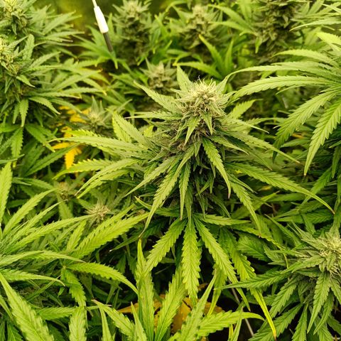 Auto Lemon Kix growlog timeline photo