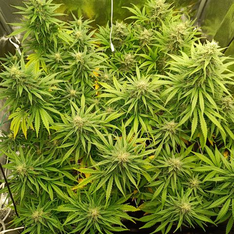 Auto Lemon Kix growlog timeline photo