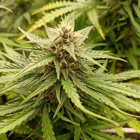 Auto Lemon Kix growlog timeline photo