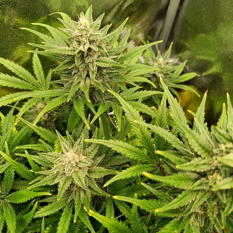 Auto Lemon Kix growlog timeline photo