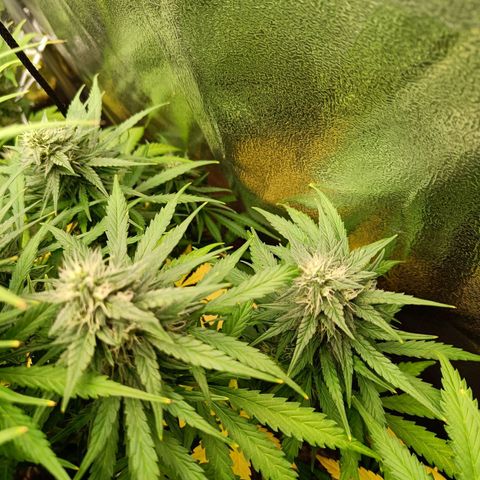 Auto Lemon Kix growlog timeline photo