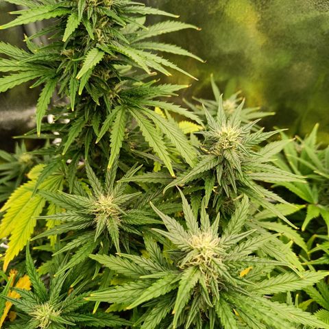 Auto Lemon Kix growlog timeline photo