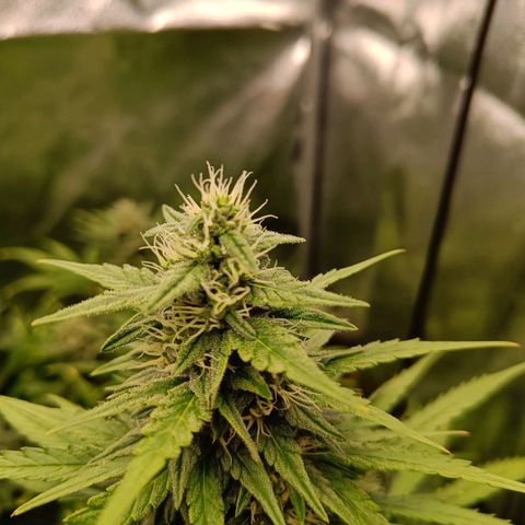 Auto Lemon Kix growlog timeline photo