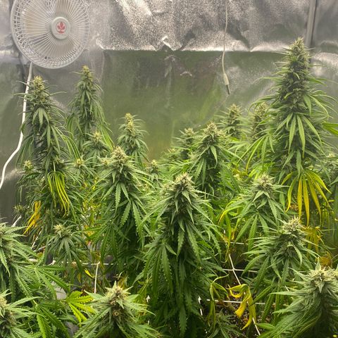 Auto Lemon Kix growlog timeline photo