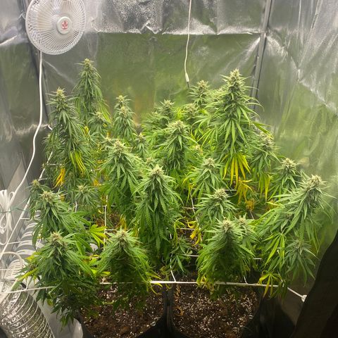 Auto Lemon Kix growlog timeline photo
