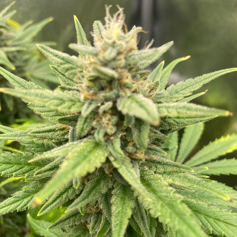 Auto Lemon Kix growlog timeline photo