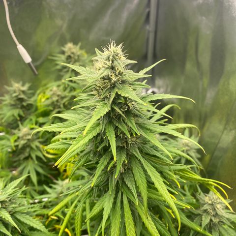 Auto Lemon Kix growlog timeline photo