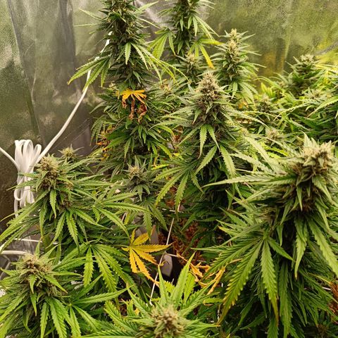 Auto Lemon Kix growlog timeline photo