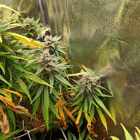 Auto Lemon Kix growlog timeline photo