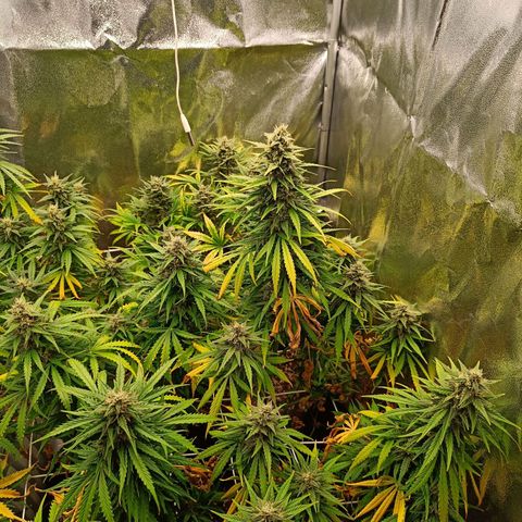 Auto Lemon Kix growlog timeline photo