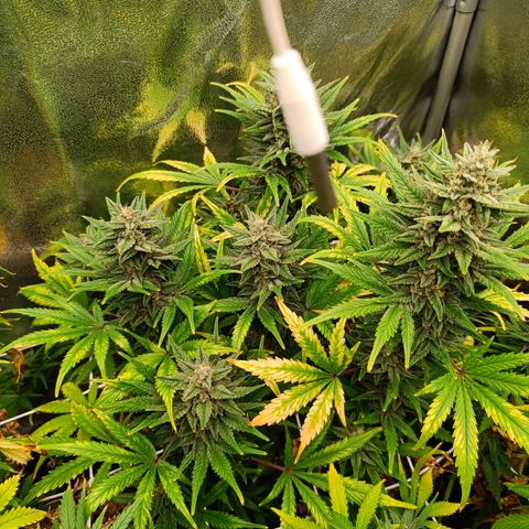 Auto Lemon Kix growlog timeline photo
