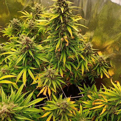 Auto Lemon Kix growlog timeline photo