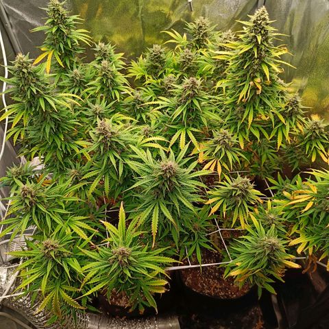 Auto Lemon Kix growlog timeline photo