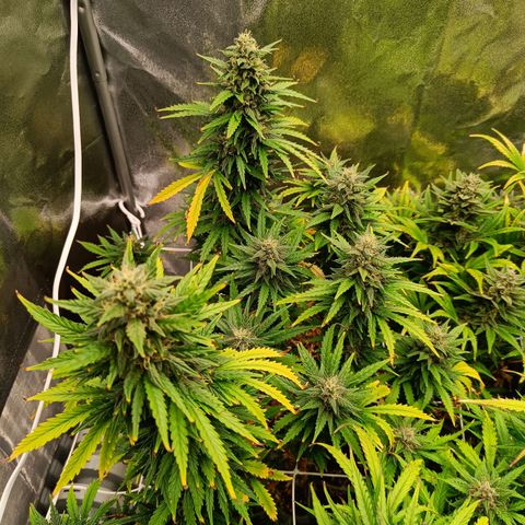 Auto Lemon Kix growlog timeline photo