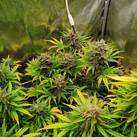 Auto Lemon Kix growlog timeline photo