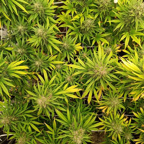 Auto Lemon Kix growlog timeline photo