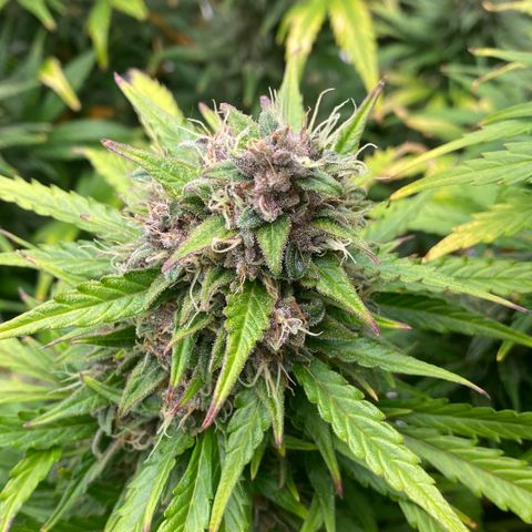 Auto Lemon Kix growlog timeline photo