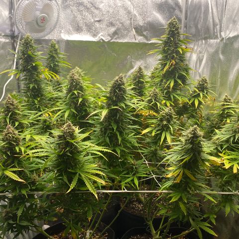 Auto Lemon Kix growlog timeline photo