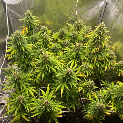 Auto Lemon Kix growlog timeline photo