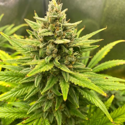 Auto Lemon Kix growlog timeline photo