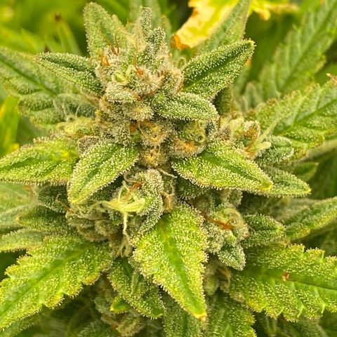 Auto Lemon Kix growlog timeline photo
