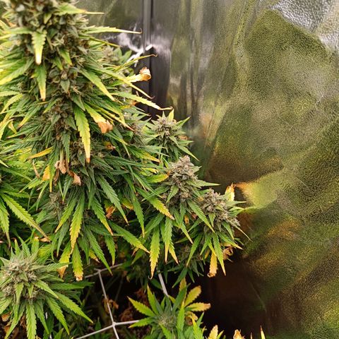 Auto Lemon Kix growlog timeline photo