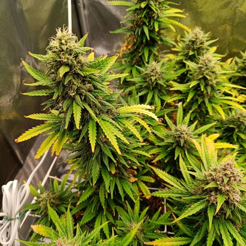 Auto Lemon Kix growlog timeline photo