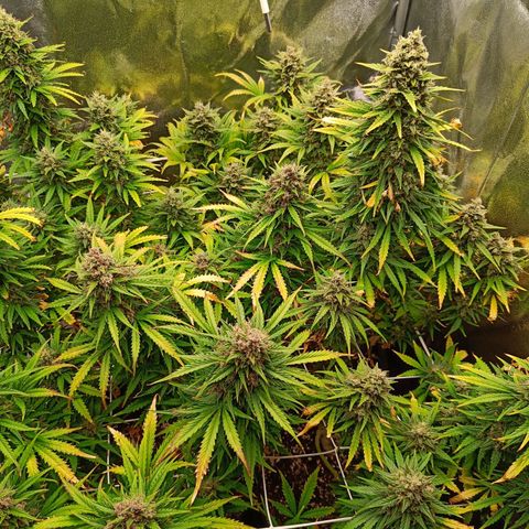 Auto Lemon Kix growlog timeline photo