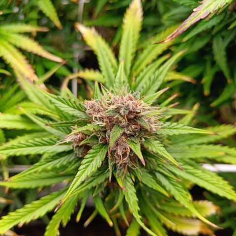 Auto Lemon Kix growlog timeline photo