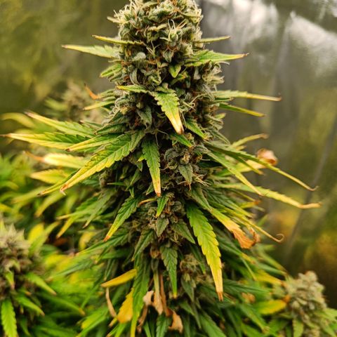 Auto Lemon Kix growlog timeline photo