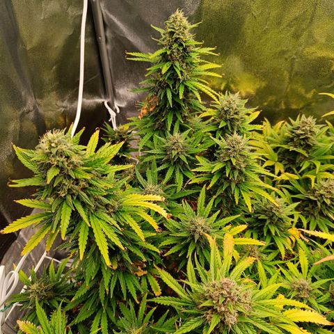 Auto Lemon Kix growlog timeline photo