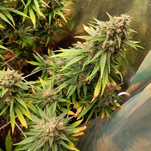 Auto Lemon Kix growlog timeline photo
