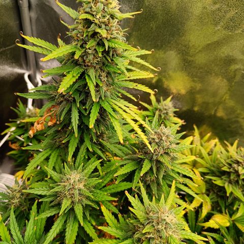 Auto Lemon Kix growlog timeline photo