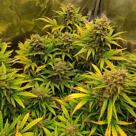 Auto Lemon Kix growlog timeline photo