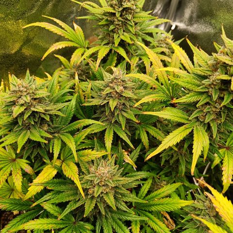 Auto Lemon Kix growlog timeline photo