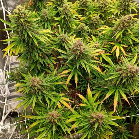 Auto Lemon Kix growlog timeline photo
