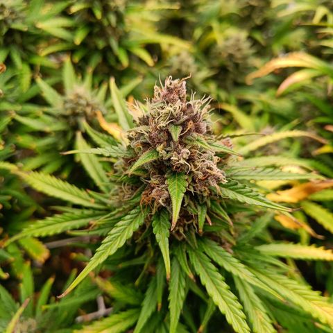 Auto Lemon Kix growlog timeline photo