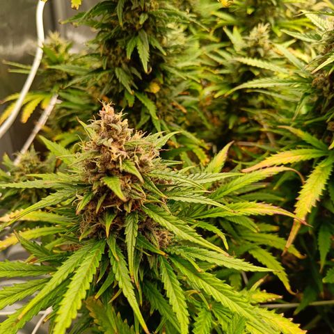 Auto Lemon Kix growlog timeline photo