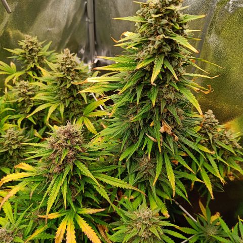 Auto Lemon Kix growlog timeline photo