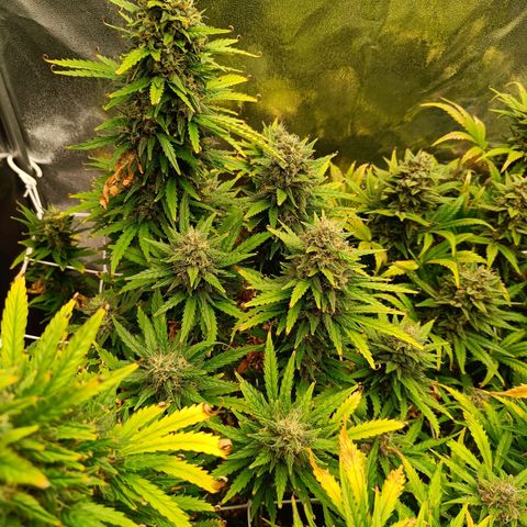Auto Lemon Kix growlog timeline photo