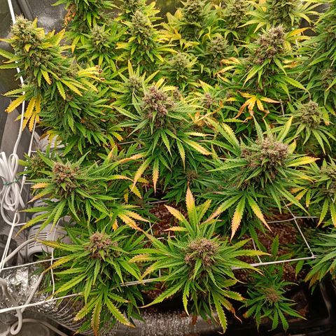 Auto Lemon Kix growlog timeline photo