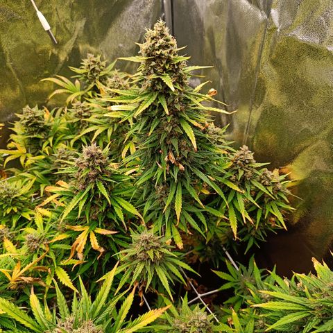 Auto Lemon Kix growlog timeline photo