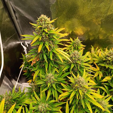Auto Lemon Kix growlog timeline photo