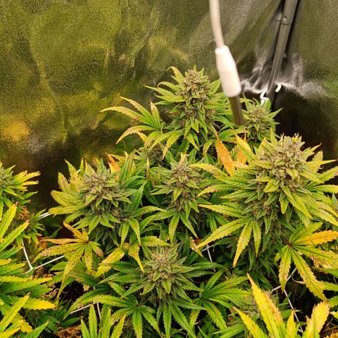 Auto Lemon Kix growlog timeline photo