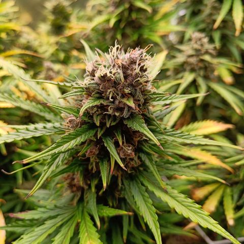Auto Lemon Kix growlog timeline photo