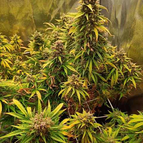 Auto Lemon Kix growlog timeline photo